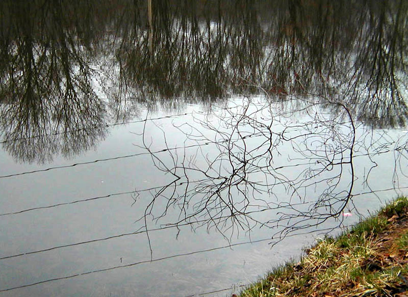 Power Lines and Branches