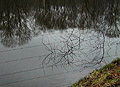 Power Lines n Branches