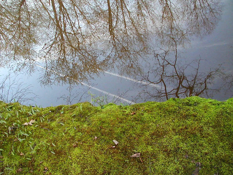 Moss and Vapor Trails