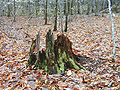 Stump with Green