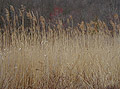 Tall Blond Grass