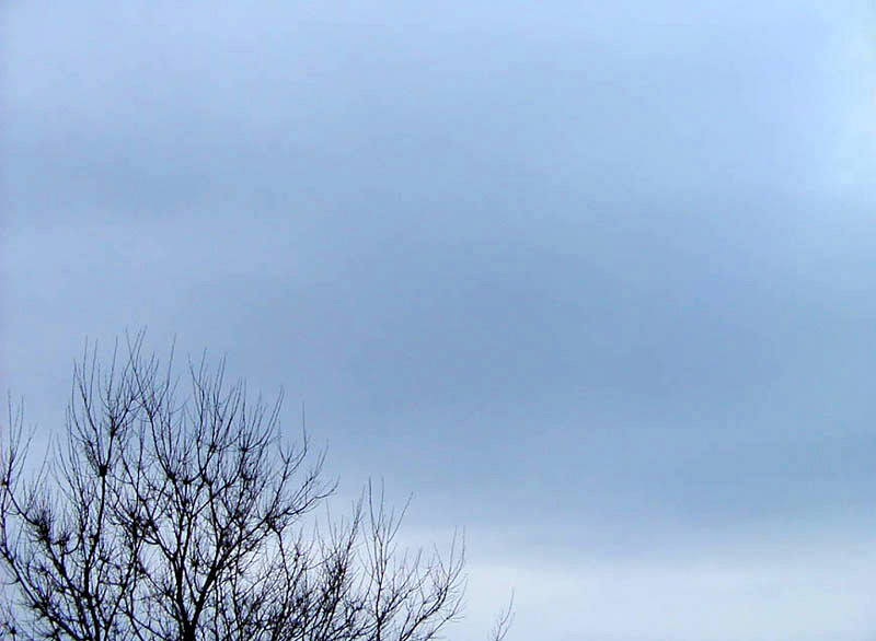 Tree and Sky