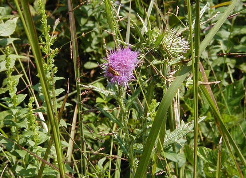 Bee and Flower