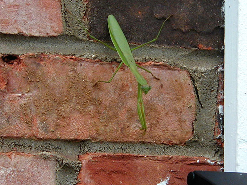 Praying Mantis & Brick