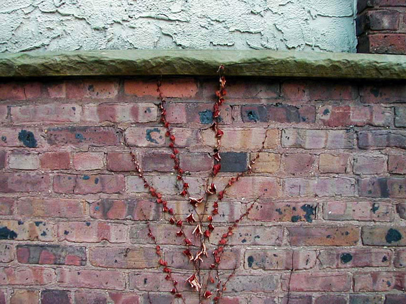 Red Vine on Brick