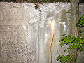 Concrete Wall and Tree