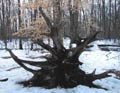 Old Roots and Snowcover
