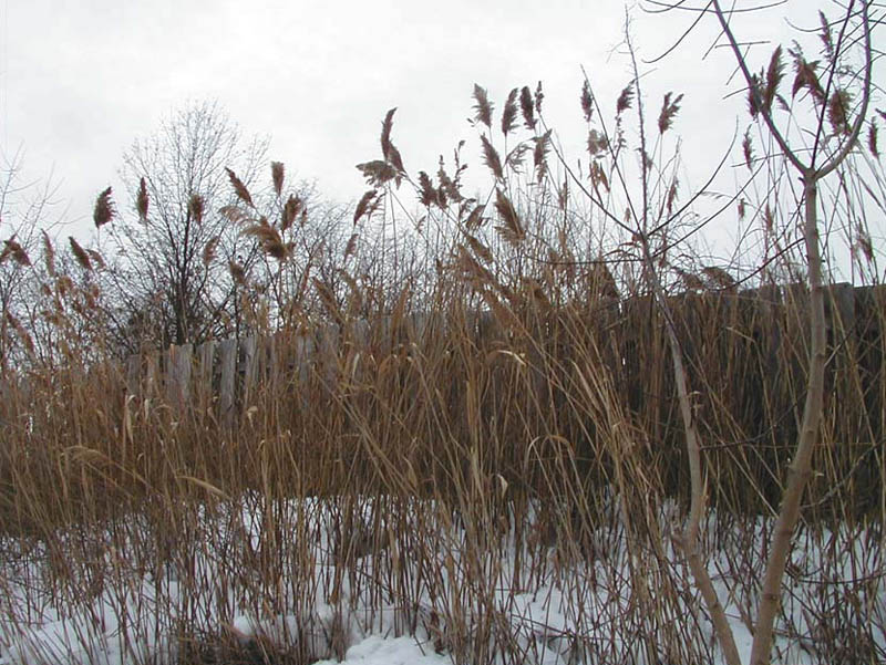 Reeds in the Snow