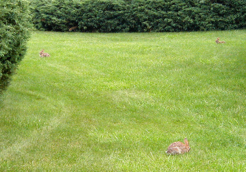 Bunny Triangle