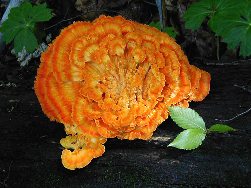 Orange Fungi 2