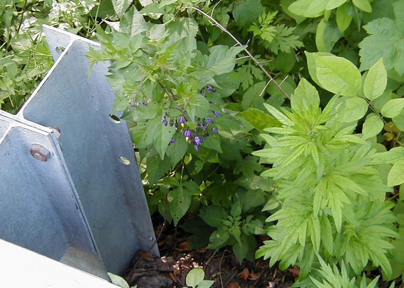 Flowers and Guardrail