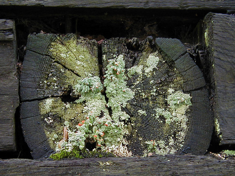 Lichen with Slug