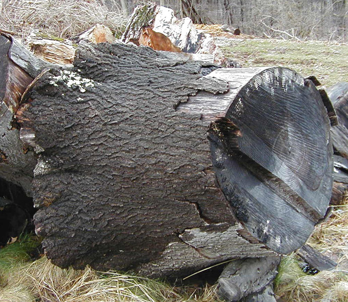 Elephant's Foot Stump