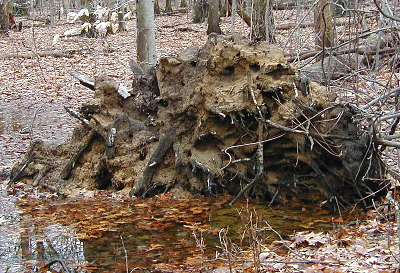 Muddy Roots