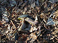 Pink Heel and Leaves