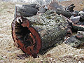 Stump with Lichen