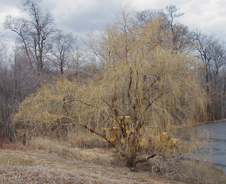 Willow and Tractors