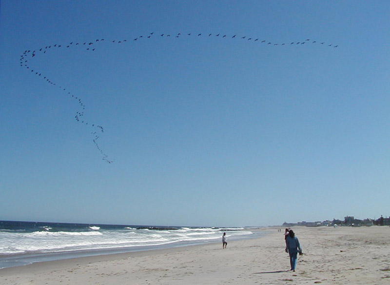 Beach and Flock