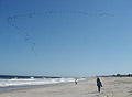 Beach and Flock