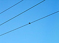 Mourning Dove Grooming