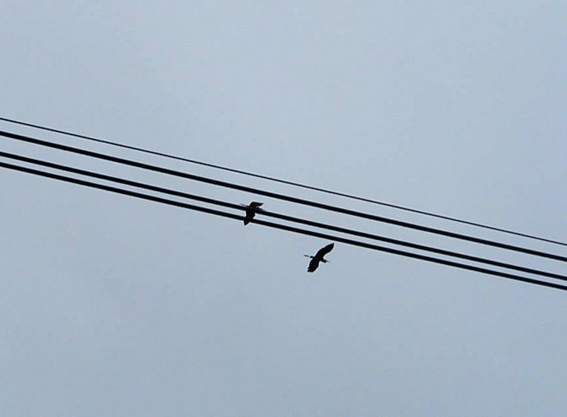 Herons and Power Lines