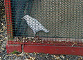 Albino Starling