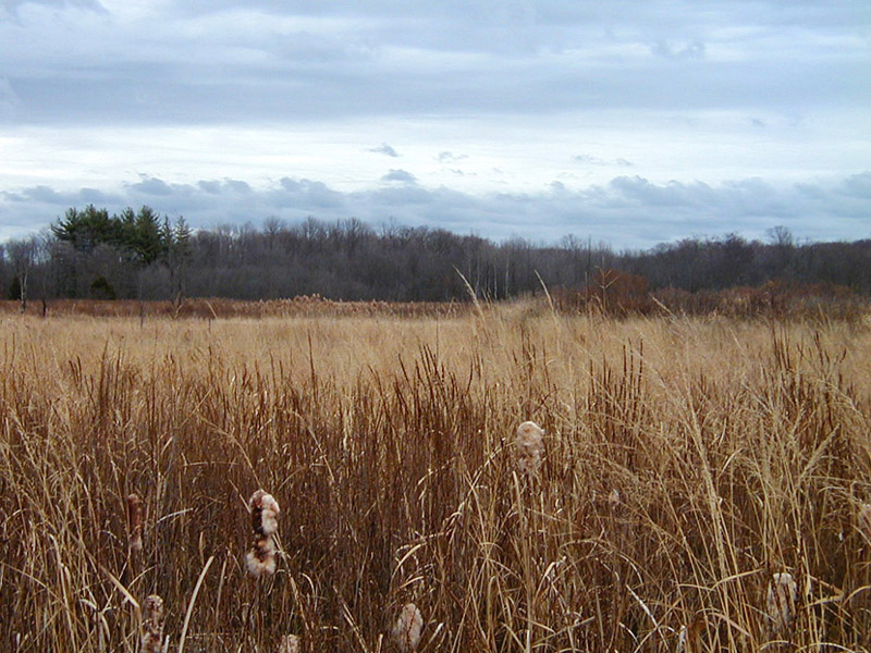 Field and Punks