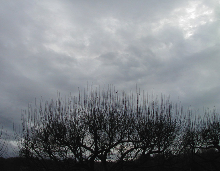 Trees Striking Up