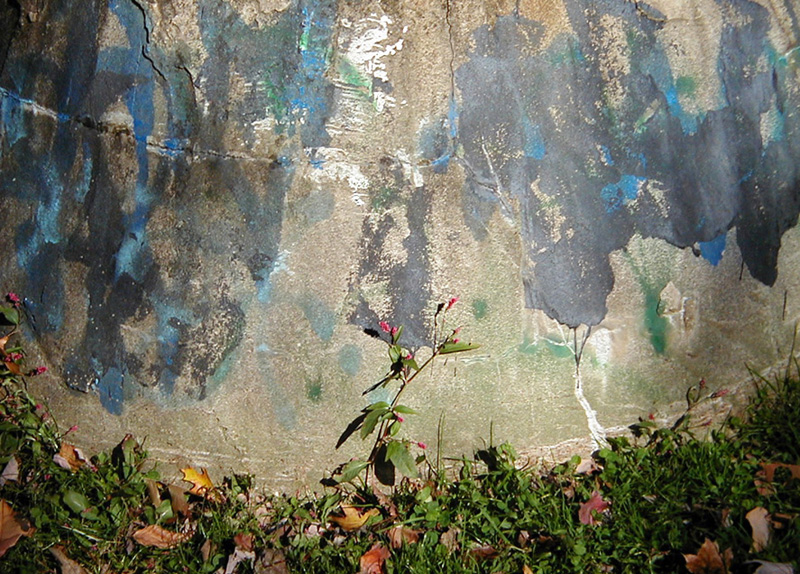 Berries & Concrete Base