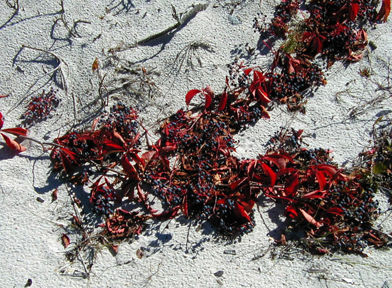 Dune Blueberries