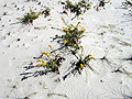 Dune Plants