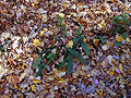 Fern and Autumn Leaves