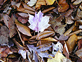 Light Violet Leaf