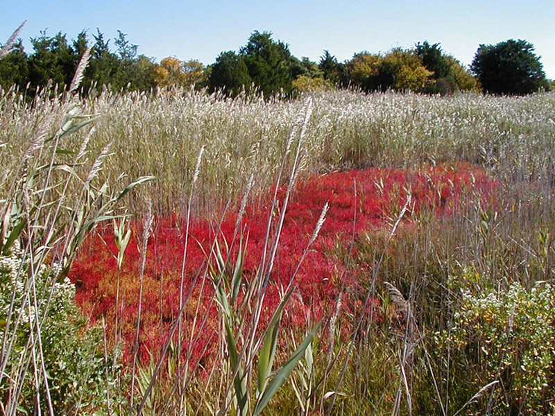 Red Orange Grass