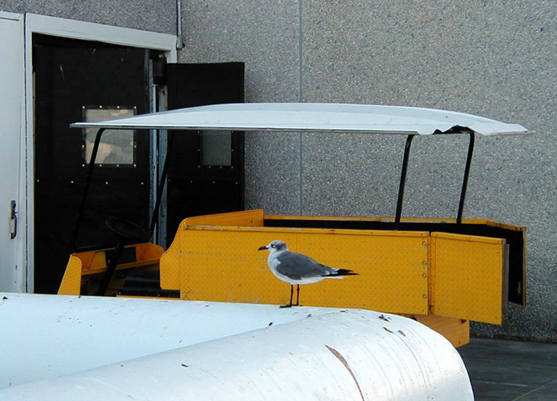 Gull and Cart